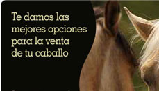 Mercado de Caballos